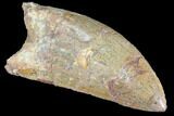 Serrated, Carcharodontosaurus Tooth #85886-1